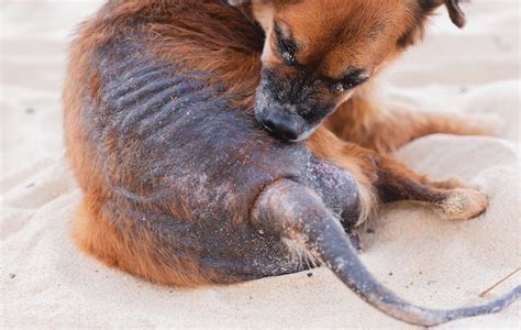en.perdos|malassezia en perros.
